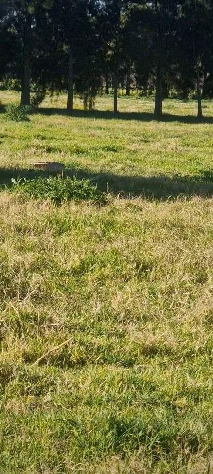 Eine weite, fast leere Grasfläche mit einem jungen Baum, dahinter eine Reihe hoher Bäume.