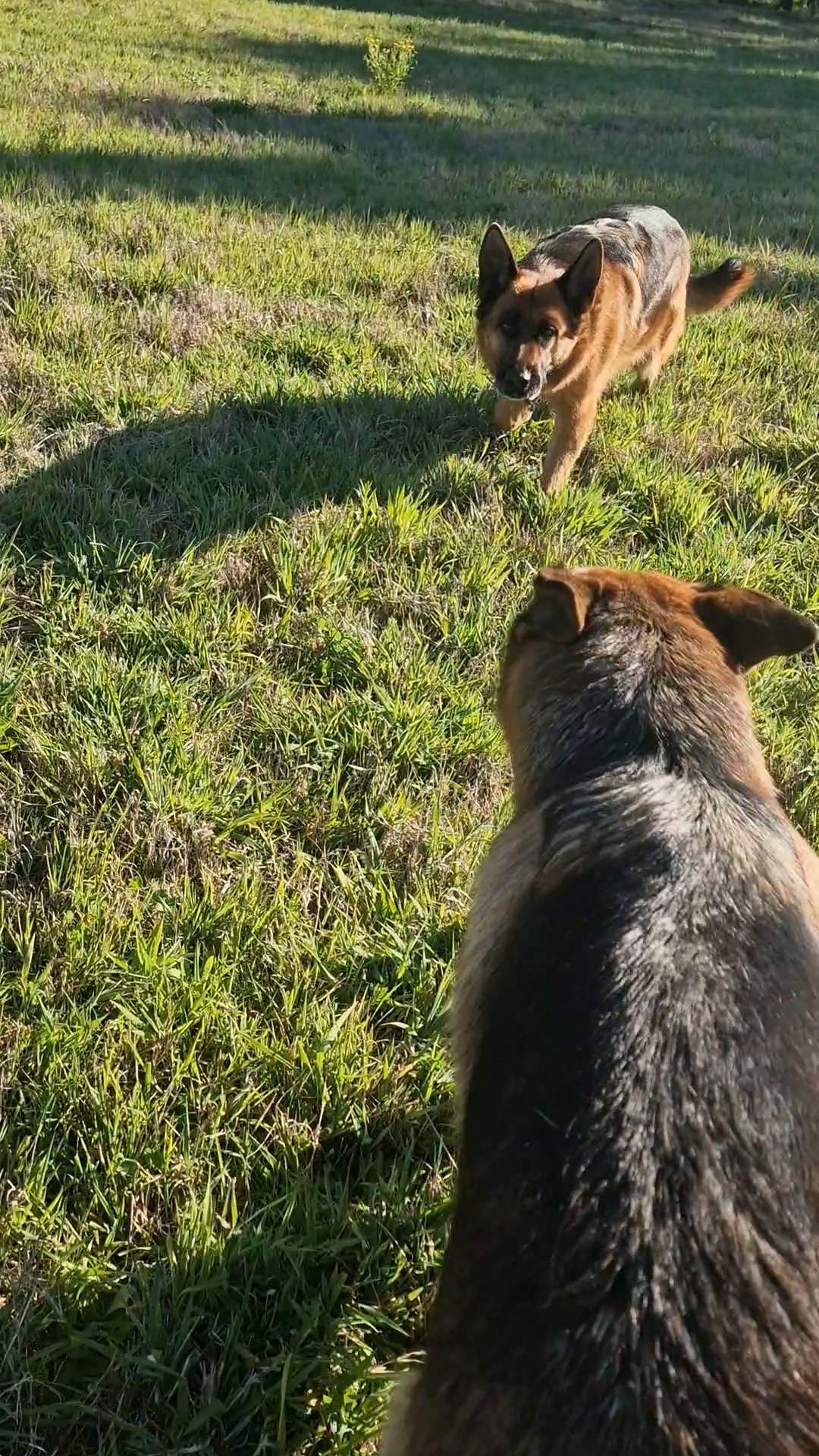 Die beiden Schäferhündinnen Leyla und Luna rennen über die Weide.