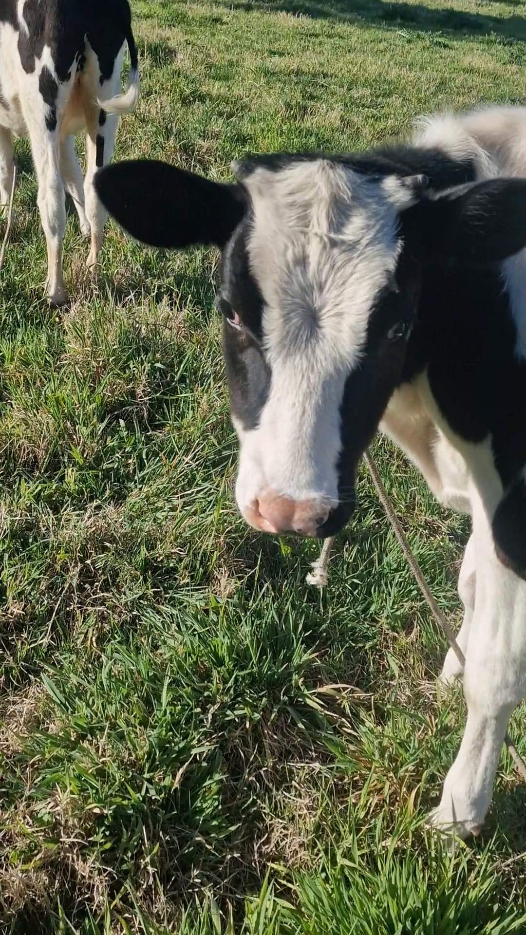 Ein junges schwarz-weißes Kalb steht nah vor der Kamera auf der Weide, dahinter ein zweites Rind.