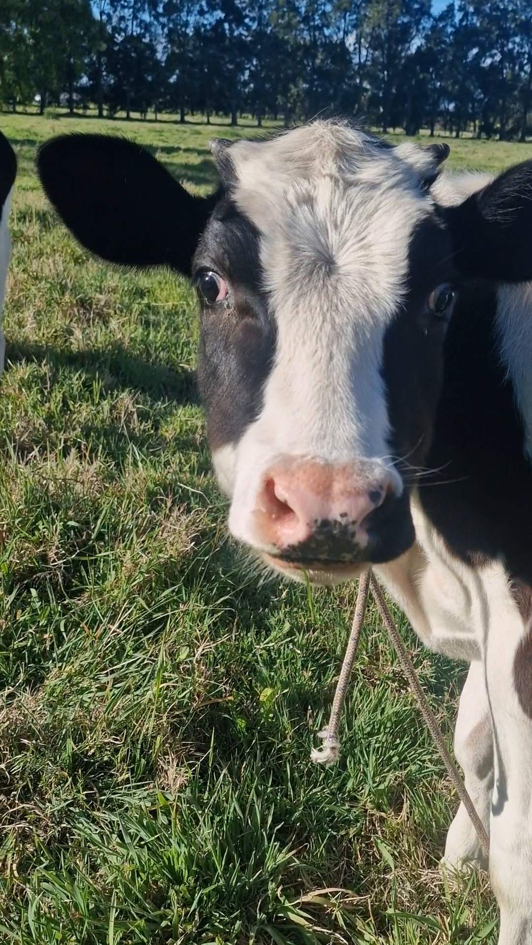 Ein schwarz-weißes Kalb schaut neugierig direkt in die Kamera, im Hintergrund grüne Weide.
