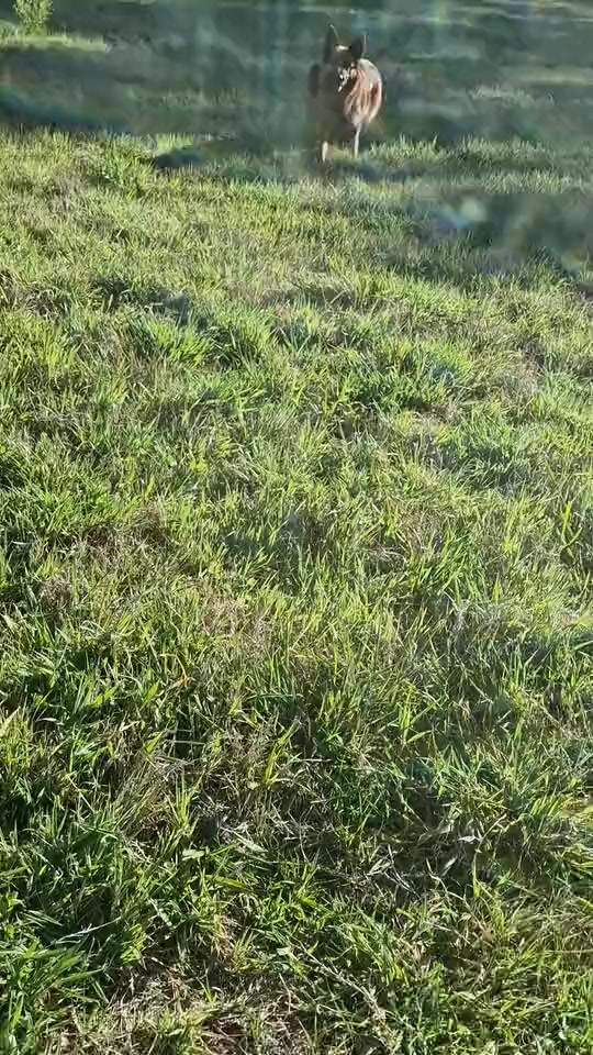Zwei Deutsche Schäferhündinnen rennen über die sonnige Weide auf die Kamera zu.
