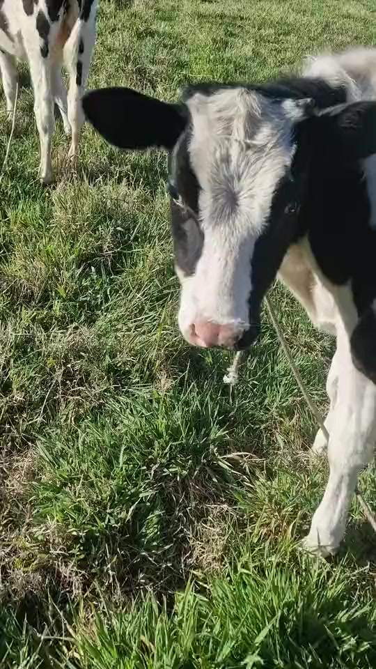 Ein neugieriges Kalb kommt auf der Weide langsam auf die Kamera zu.
