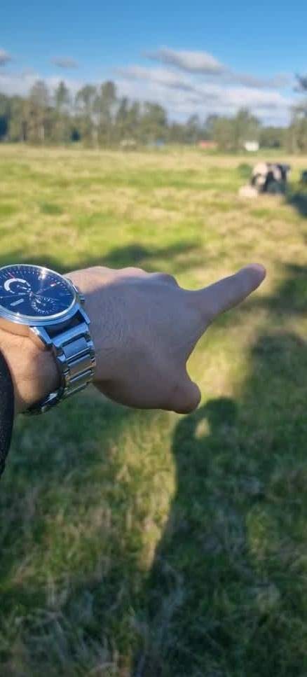 Eine Hand zeigt über eine sonnige Weide, auf der Kühe stehen, dahinter eine Reihe hoher Bäume.